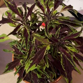 Photo of the plant species Plectranthus 'UF81910' Flamethrower Chili Pepper by @HeroCinchweed64 named Flamethrower on Greg, the plant care app