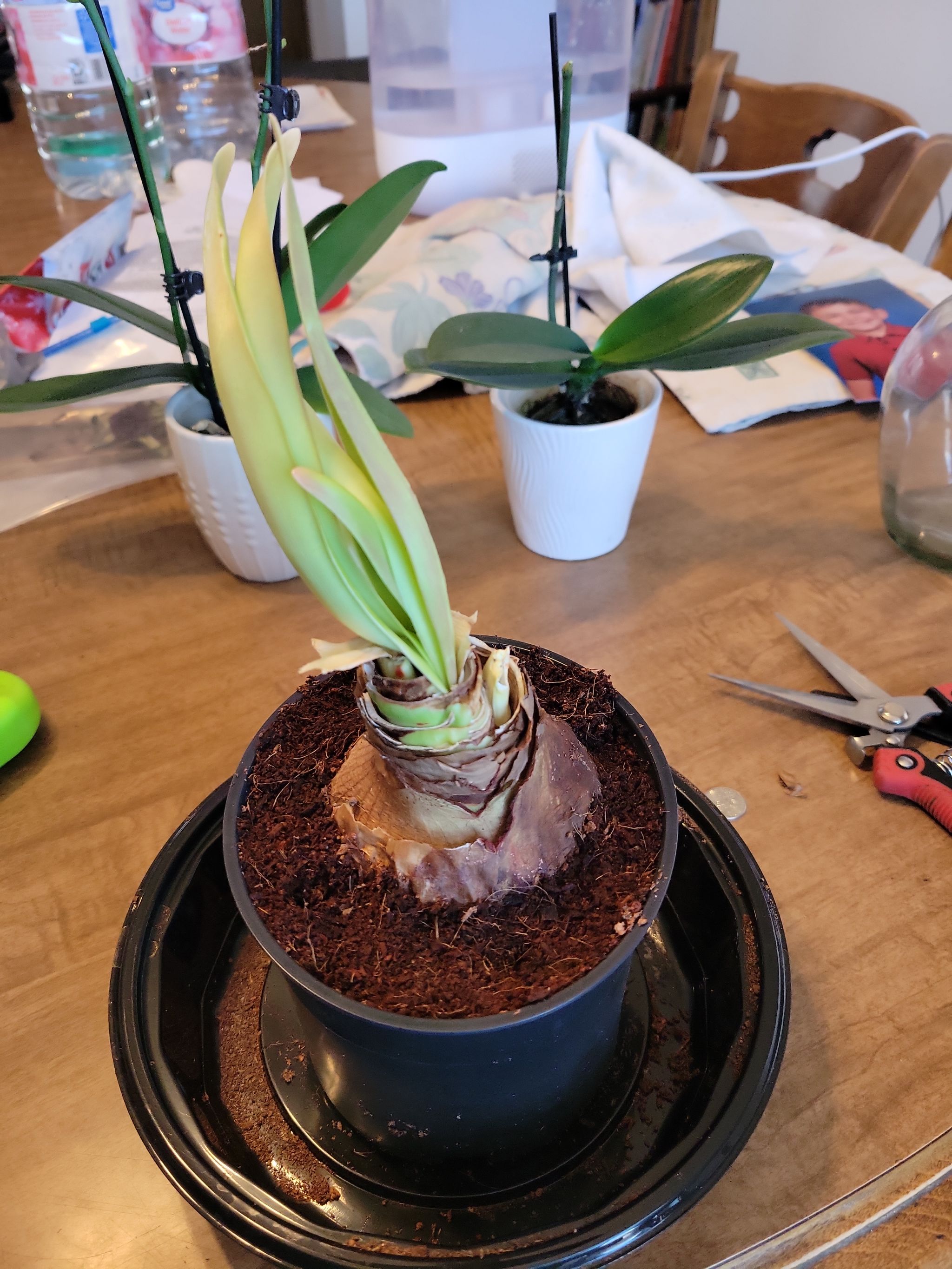 Photo from the post