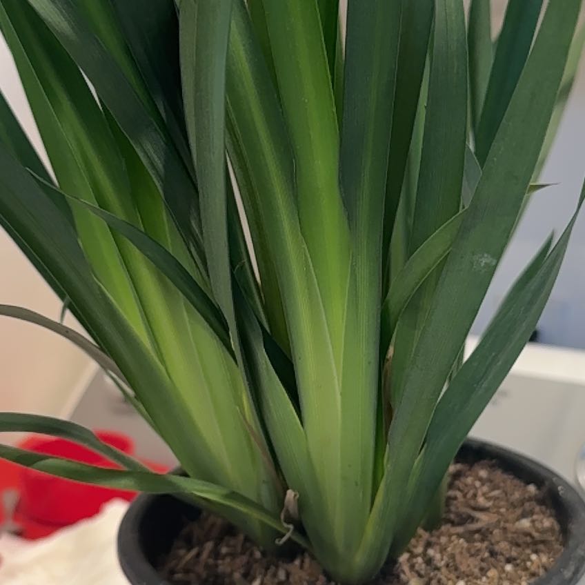 Photo of the plant species Iris by @GreatCrowgarlic named Foxxy on Greg, the plant care app