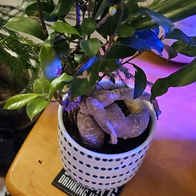 Photo of the plant species Green Island Ficus by @MeekWildpetunia named Cyril on Greg, the plant care app
