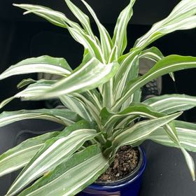 Photo of the plant species Warneckii Compacta by @SupernalMendoza named Luna on Greg, the plant care app