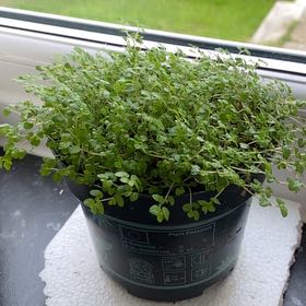 Photo of the plant species Green baby tears by @EminentBlackhaw named Sage on Greg, the plant care app