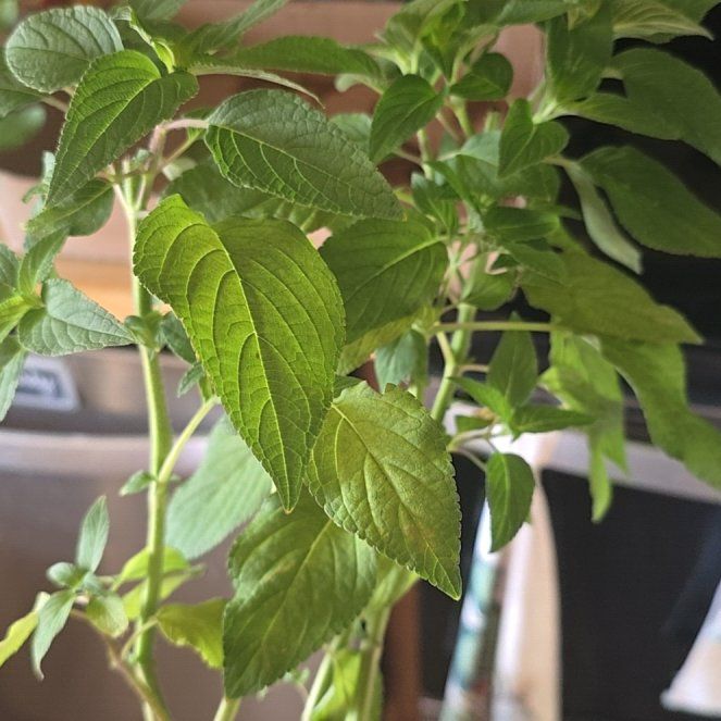 Photo of the plant species Pineapple Sage by @KyraG named Fernie Mercury on Greg, the plant care app
