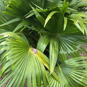 Photo of the plant species Florida Thatch Palm by @RegalBushgrass named Muhammad Ali on Greg, the plant care app