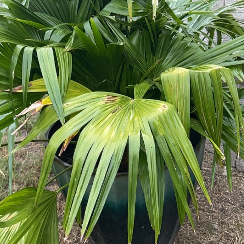 Photo of the plant species Panama Hat Plant by @RegalBushgrass named Scarlett on Greg, the plant care app