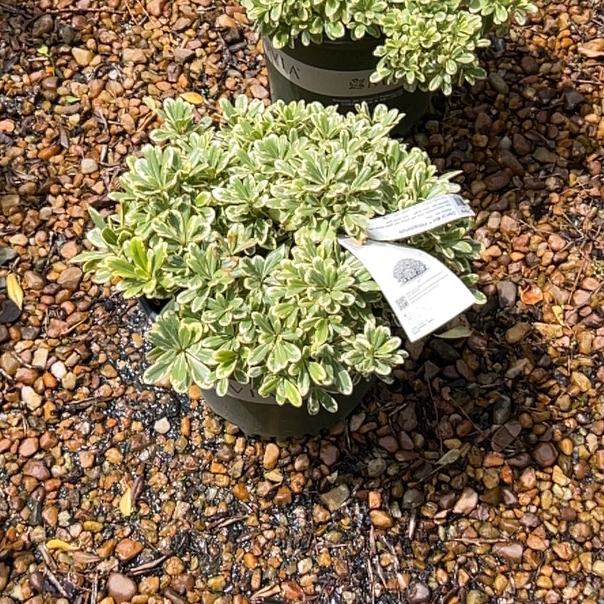 Photo of the plant species Japanese Cheesewood by @RegalBushgrass named Rainier on Greg, the plant care app