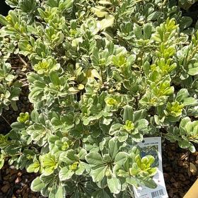 Photo of the plant species Japanese Cheesewood by @RegalBushgrass named Elle on Greg, the plant care app