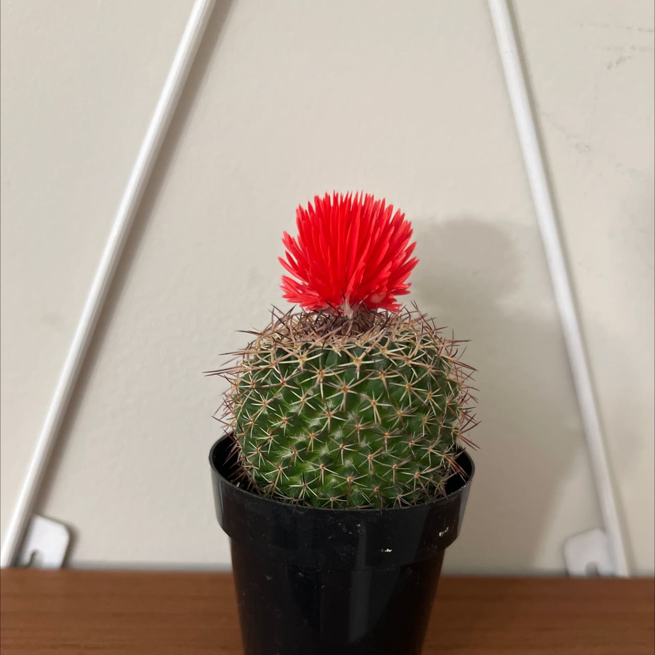 Candy barrel cactus in a black pot with a red artificial flower on top.