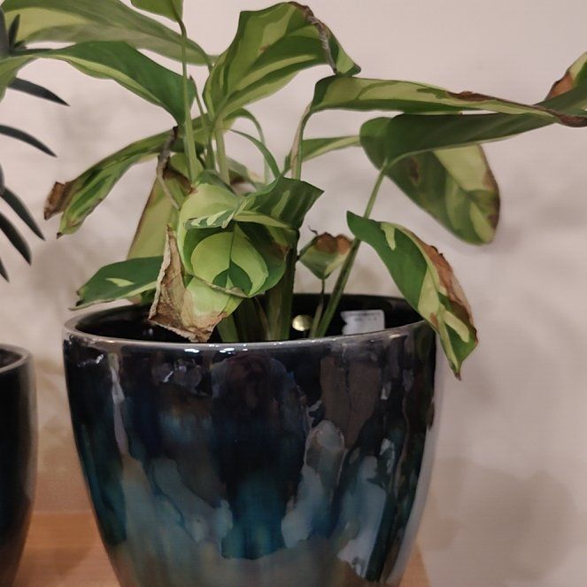 Photo of the plant species Ctenanthe pilosa by @Moonstera named Zion on Greg, the plant care app