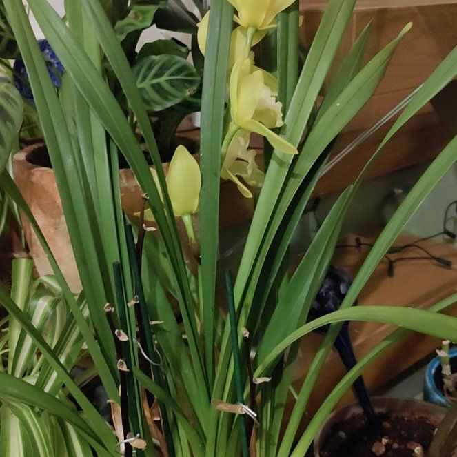 Photo of the plant species Yellow-Flowered Cymbidium by @Moonstera named Stella on Greg, the plant care app