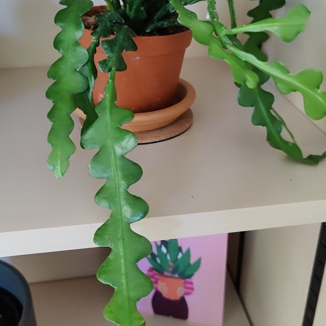 Photo of the plant species Epiphyllum 'Fire' by @Moonstera named Leaf Erickson on Greg, the plant care app