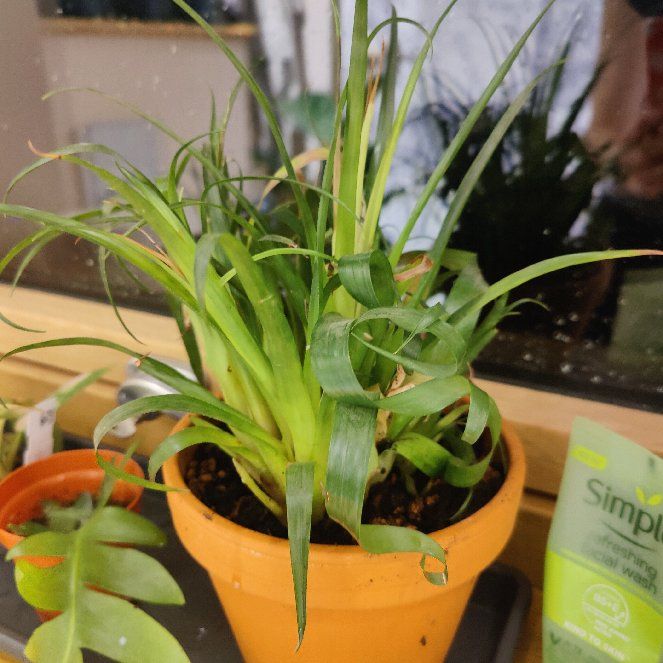 Photo of the plant species Flaming Sword by @Moonstera named Fernie Mercury on Greg, the plant care app