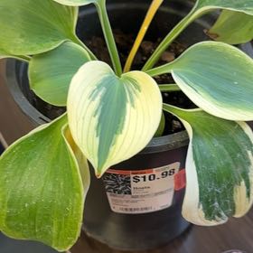 Photo of the plant species Hostas by @DevotedSourwood named Miley on Greg, the plant care app