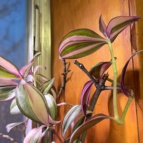 Photo of the plant species Tradescantia Quadricolor by @DevotedSourwood named Girlfrond on Greg, the plant care app