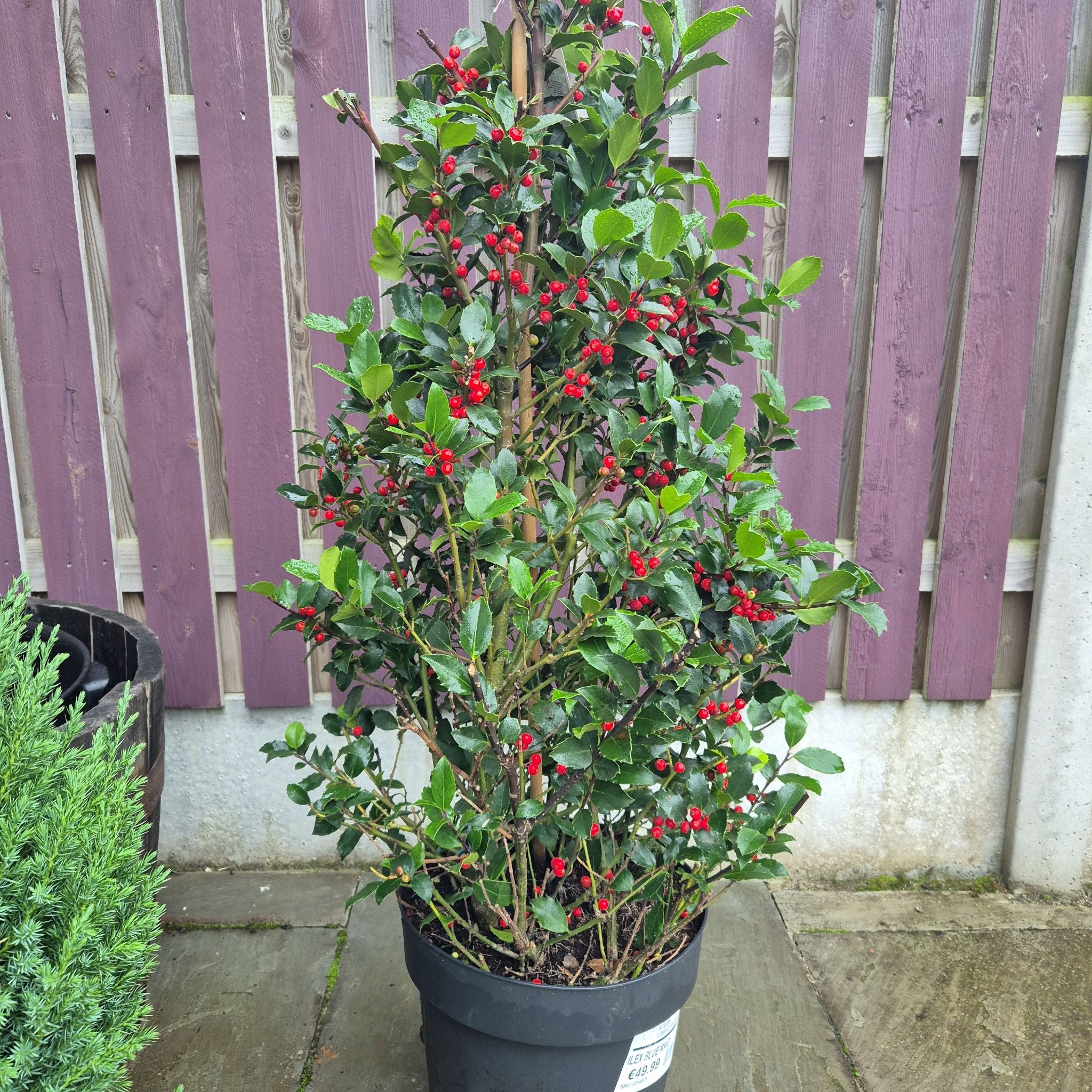 Plant care for American Holly 'Shannon' on Greg, the plant care app