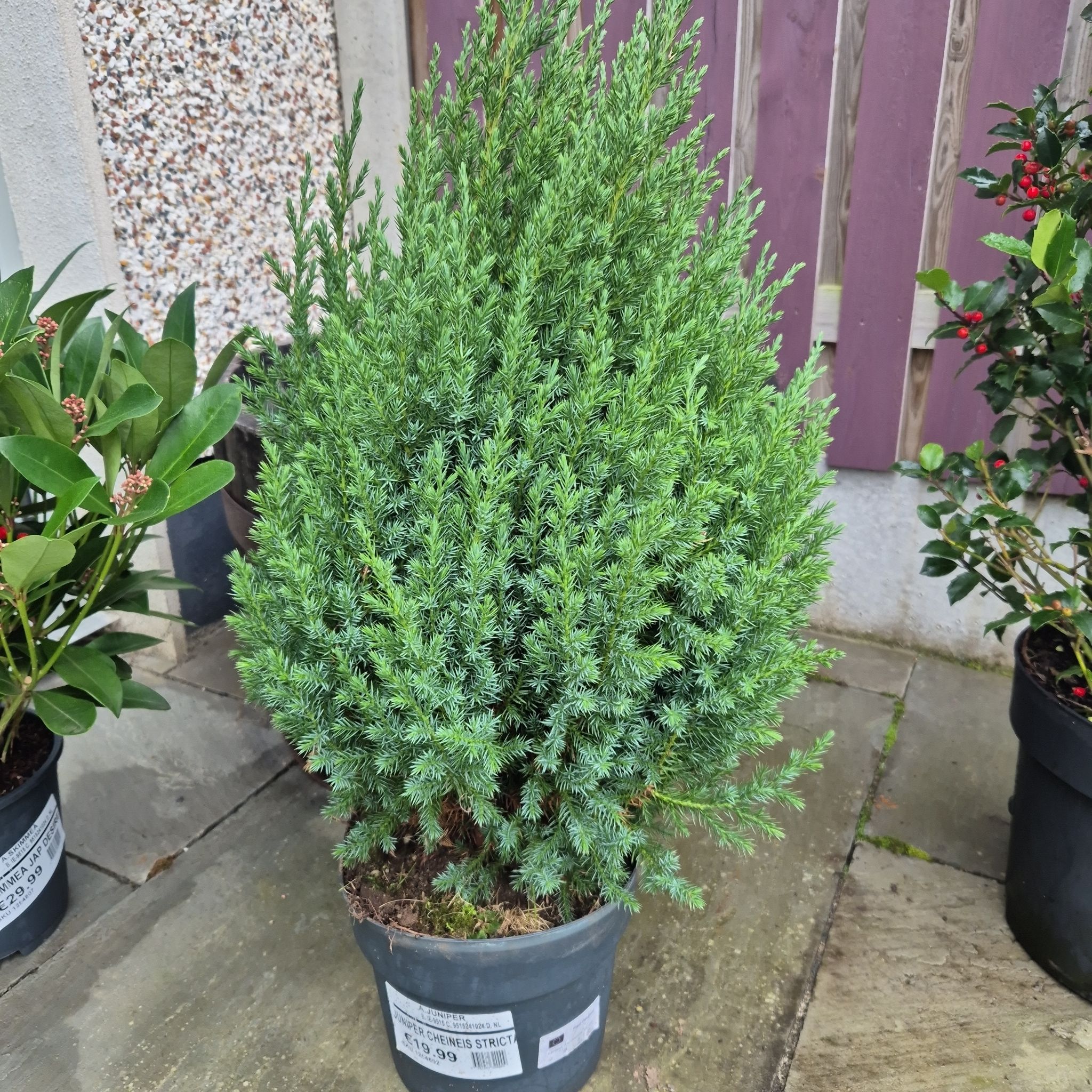 Photo of the plant species Chinese Juniper 'Stricta' by @ShowyPygmypoppy named Juniper on Greg, the plant care app