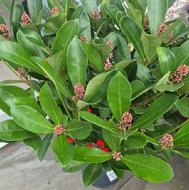 Photo of the plant species Skimmia by @ShowyPygmypoppy named Skirmer on Greg, the plant care app