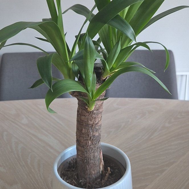 Photo of the plant species Yucca elephantipes 'Jewel' by @ShowyPygmypoppy named Yuka Sakazaki on Greg, the plant care app