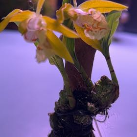 Photo of the plant species Yellow Iris by @AceDuneknotweed named Clooney on Greg, the plant care app