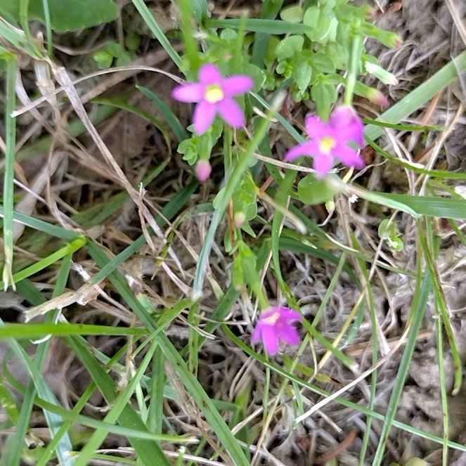 Photo of the plant species European Venus' Looking Glass by @GiddyEndive named Marilyn on Greg, the plant care app
