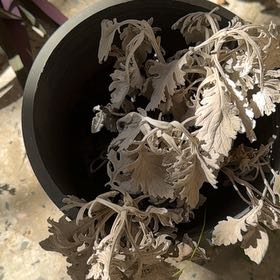 Photo of the plant species Dusty Miller 'Silver Dust' by @WiredCoralvine named Plato on Greg, the plant care app