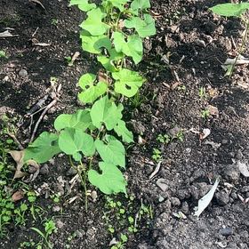 Photo of the plant species Common Morning Glory by @ToughRambutan named Nemo on Greg, the plant care app
