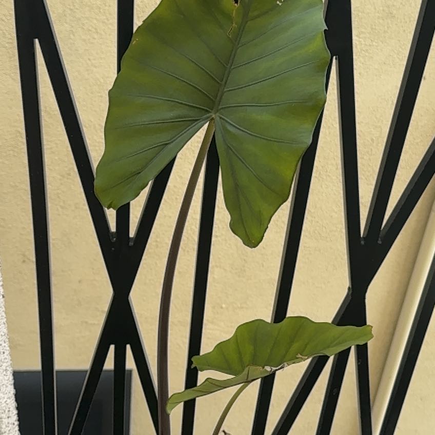 Photo of the plant species Elephant Ear by @WiredBlue60 named Sherlock on Greg, the plant care app