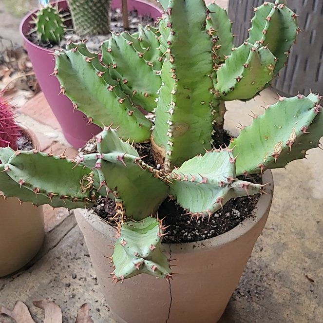Photo of the plant species Moroccan Mound by @LovingSyngonium named Keanu Leaves on Greg, the plant care app