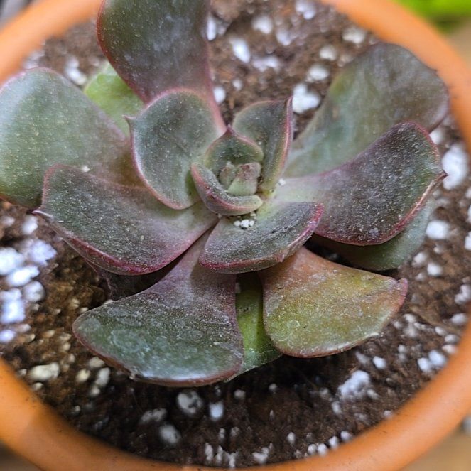 Photo of the plant species Echeveria 'Vampire Red ball' by @CosmicHeartleaf named Marley on Greg, the plant care app