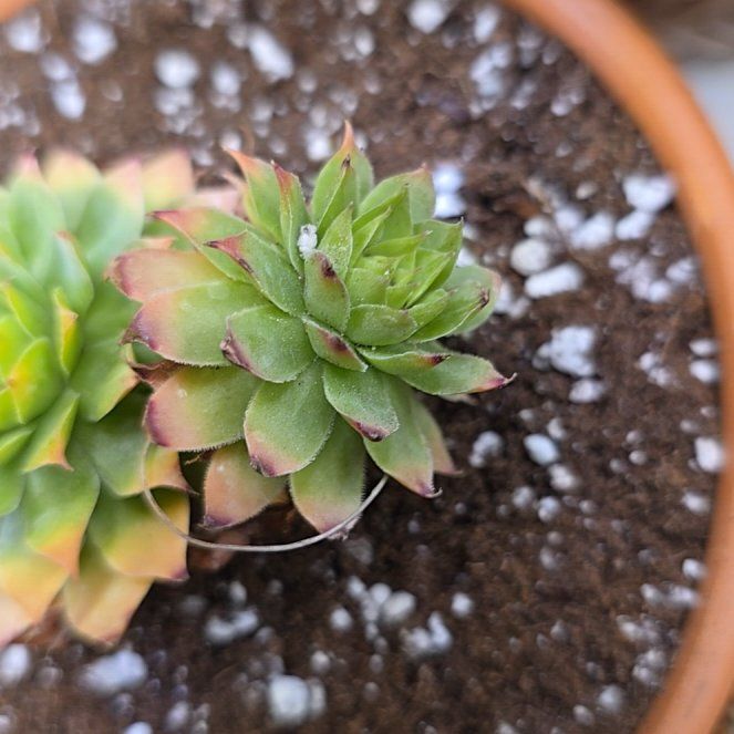 Photo of the plant species Gold Nugget by @CosmicHeartleaf named Messi on Greg, the plant care app
