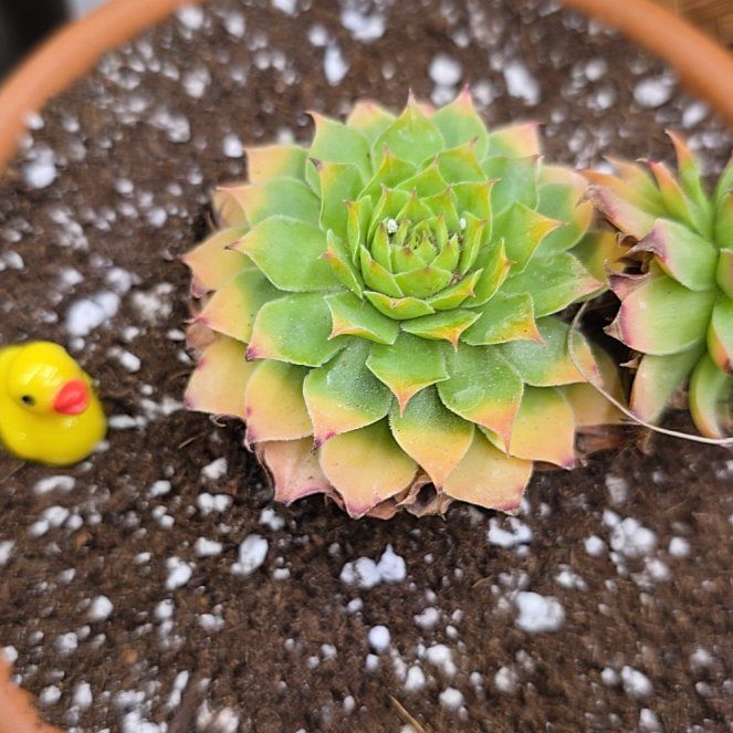 Photo of the plant species Gold Nugget by @CosmicHeartleaf named Xena on Greg, the plant care app