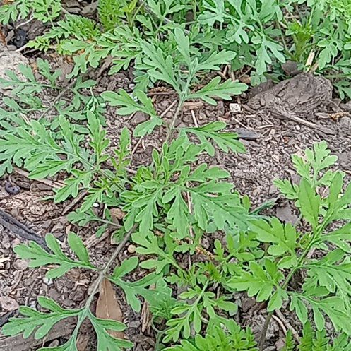 Photo of the plant species Annual Ragweed by @CrispArcticrose named Surya on Greg, the plant care app