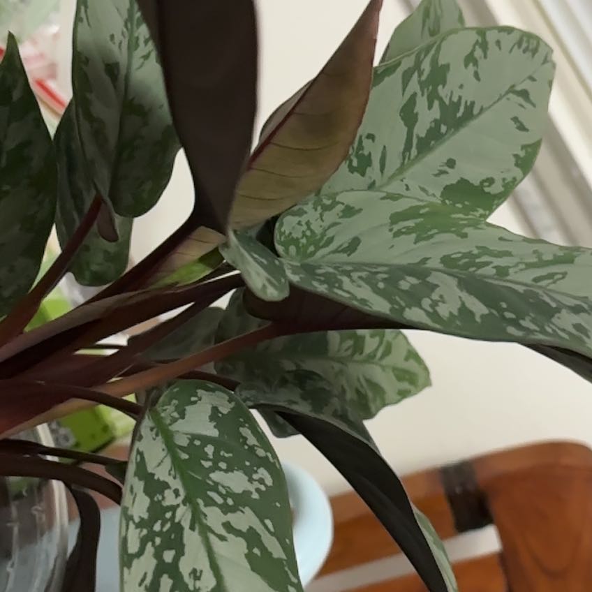 Photo of the plant species homalomena purple sword by @SportKahikatea named Beckham on Greg, the plant care app