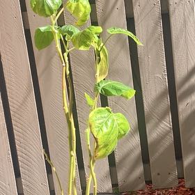 Photo of the plant species Tamarillo / Tree Tomato by @LegendaryPinoak named Morgan Treeman on Greg, the plant care app