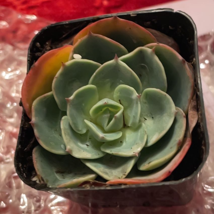 Photo of the plant species Echeveria 'Blue Rose' by @AceColeus44 named Cleopatra on Greg, the plant care app