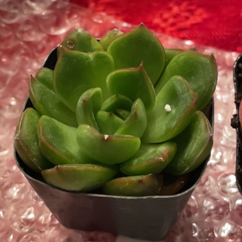 Photo of the plant species Echeveria 'Cris' by @AceColeus44 named Darwin on Greg, the plant care app