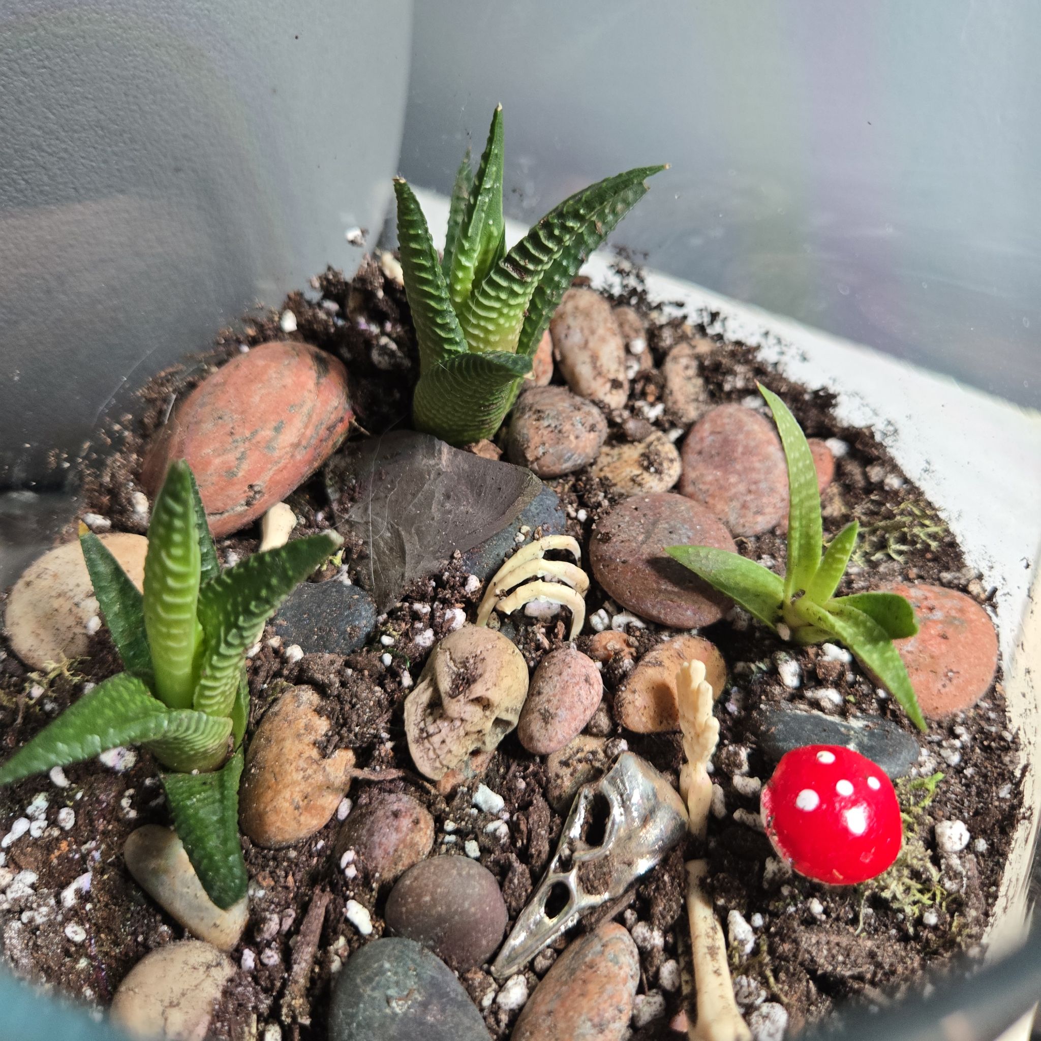 Photo of the plant species Succulents by @StrangeAnimal named Grimm(s) on Greg, the plant care app