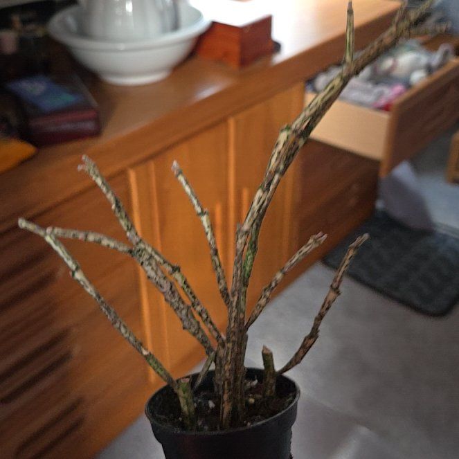 Photo of the plant species Euphorbia platypoda by @StrangeAnimal named Twiggy on Greg, the plant care app