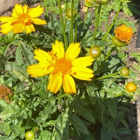Photo of the plant species Lanceleaf Tickseed by @ClubbyPipevine named Beckham on Greg, the plant care app