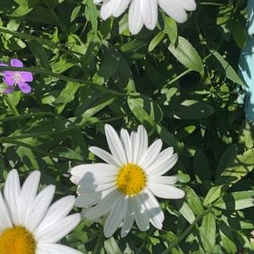 Photo of the plant species Max Chrysanthemum by @ClubbyPipevine named Wall-E on Greg, the plant care app