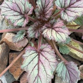 Photo of the plant species Desertbells by @TrustyPinkpoui named Spike Leaves on Greg, the plant care app
