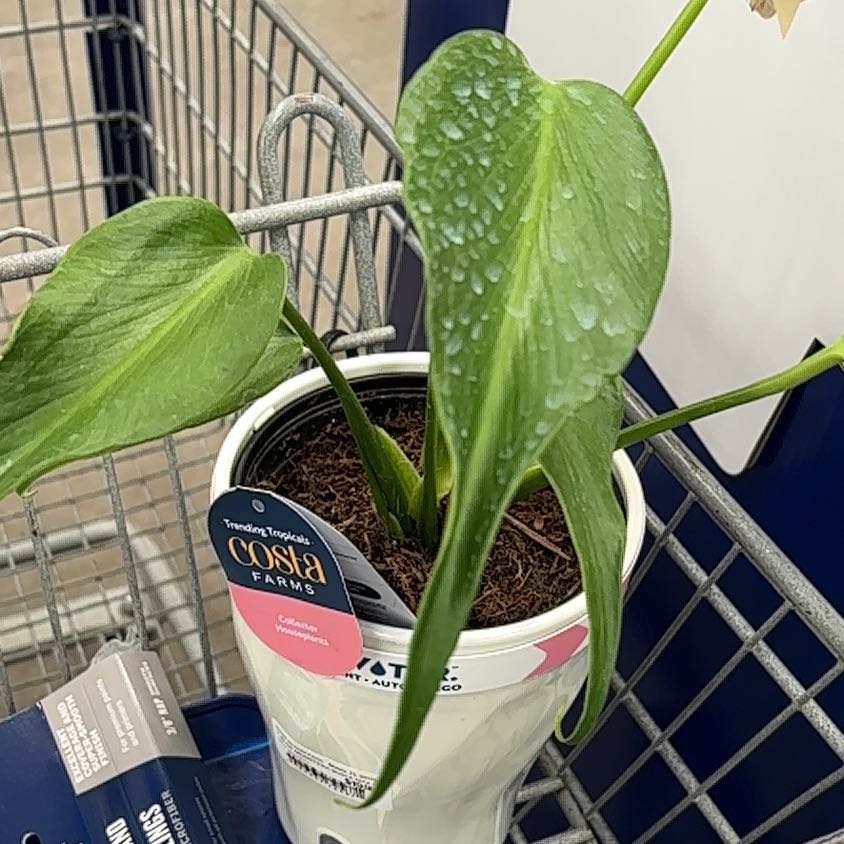 Photo of the plant species Monstera Burle Marx Flame by @DexterousBeech named Zeus on Greg, the plant care app