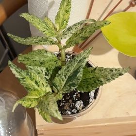 Photo of the plant species Pellonia Repens by @Buba99 named Pelagia on Greg, the plant care app