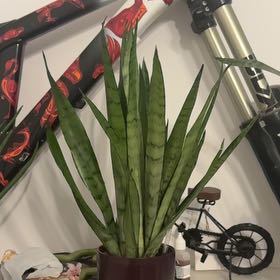 Photo of the plant species Snake Plant Silver Queen by @Buba99 named Sabrina on Greg, the plant care app