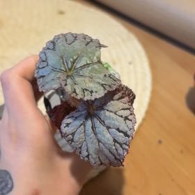 Photo of the plant species Painted-leaf Begonia by @Buba99 named Walt on Greg, the plant care app