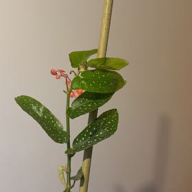 Photo of the plant species Begonia albopunctata by @Buba99 named McKinley on Greg, the plant care app
