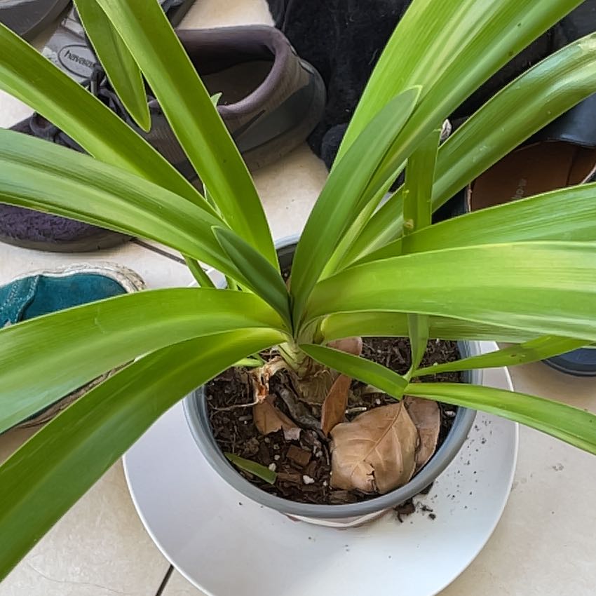 Photo of the plant species White Agapanthus by @GuruLeopardlily named Emerson on Greg, the plant care app