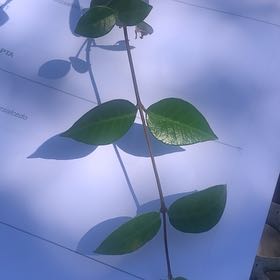 Photo of the plant species Glossy Privet by @YokeSedumsunset named Keanu Leaves on Greg, the plant care app