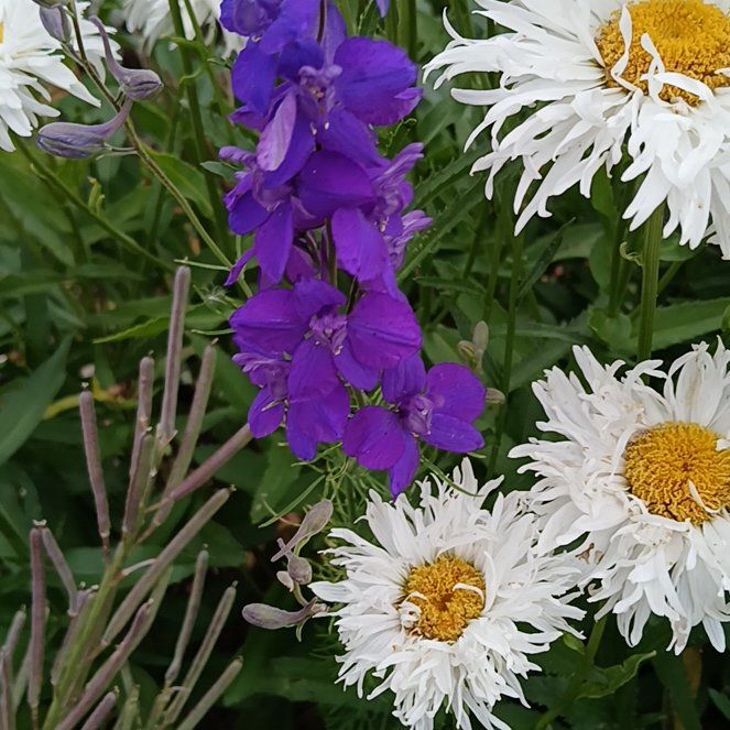 Photo of the plant species Doubtful Knight's-Spur by @FineWindowleaf named Bella on Greg, the plant care app