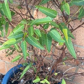 Photo of the plant species Hardenbergia 'Happy Wanderer' by @CenteredFanmoss named Beyonce on Greg, the plant care app